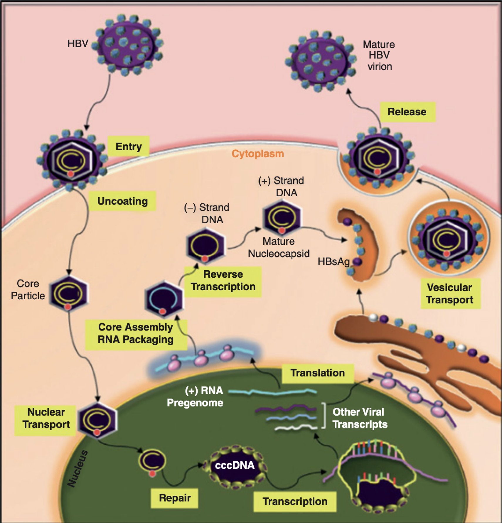 Siklus replikasi DNA virus Hepatitis B di dalam sel