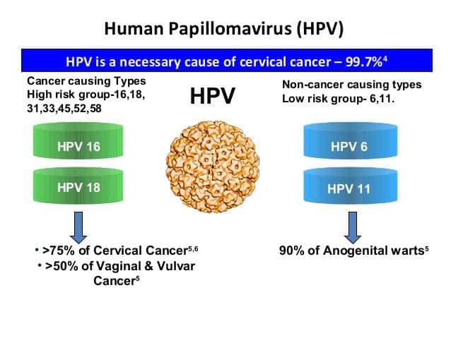 HPV tipe 6 dan 11 menyebabkan kutil kelami, sedangkan HPV tipe strain 16 dan 18 paling sering menyebabkan kanker serviks.