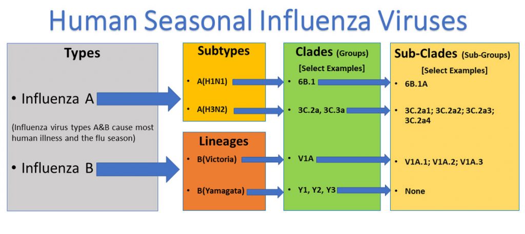 Gambar_Tipe_Virus_Influenza