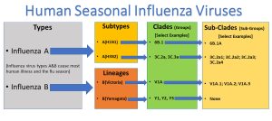 Virus influenza tipe A dan B penyebab influenza musiman