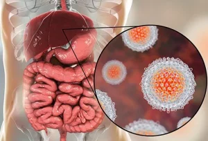 Virus Hepatitis A berkembang biak di organ hati.
