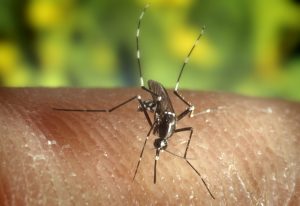 Nyamuk Aedes albopictus penyebab Demam Berdarah