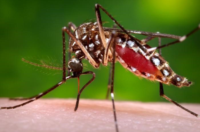 Nyamuk Aedes Aegypti penyebab Demam Berdarah
